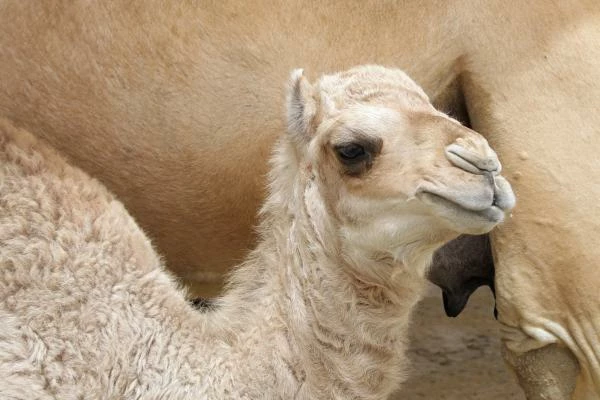 Australian Camel Meat Export Reaches $4.4M in 2023, Increases by 17%